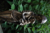 9. Maternity h 36 cm, silicone bronze, lost wax art casting, odlewnia artystyczna. figury sakralne. 